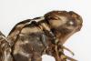 Aeshna grandis
